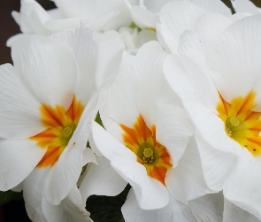 Białe, Prymula, Pierwiosnek, Kwiaty