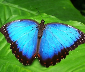 Niebieski, Motyl, Egzotyczny