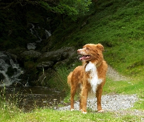 Pies, Retriever z Nowej Szkocji