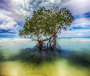 Morze, Drzewo