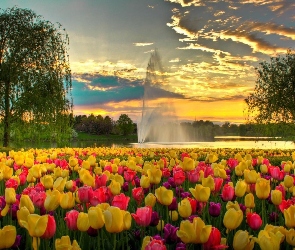 Park, Fontanna, Tulipany