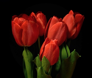Tulipany