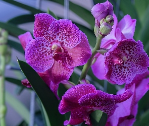 Purpurowy, Storczyk