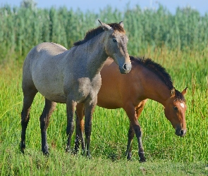 Dwa, Zieleń, Trawa, Konie