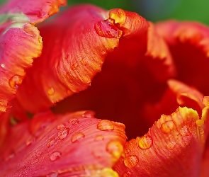 Pomarańczowy, Makro, Krople, Tulipan