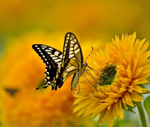 Motyl, Słonecznik, Królowej, Paź