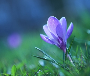 Krokus, Kwiat, Fioletowy