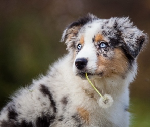 Pies, Dmuchawiec, Border Collie, Mniszek, Szczeniak