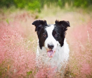 Border Collie, Jęzor, Trawa, Pies