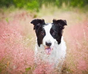 Trawa, Border Collie, Jęzor, Pies