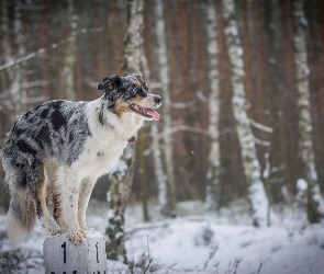 Słupek, Border Collie, Sztuczka, Zima