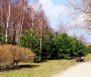 Park, Drzewa, Ścieżka