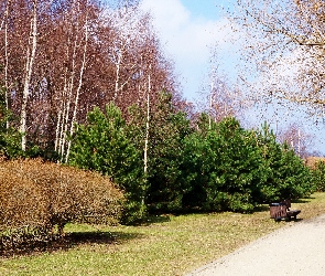 Ścieżka, Drzewa, Park