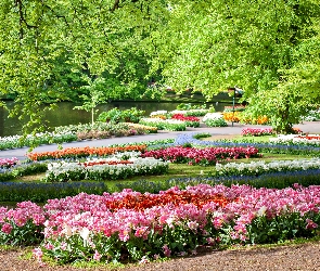 Holandia, Keukenhof, Wiosna, Staw, Kwiaty, Park