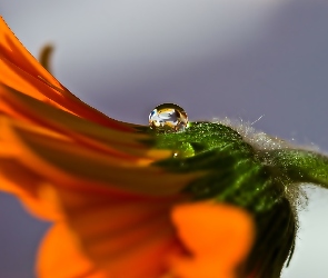 Makro, Kropla, Pomarańczowa, Gerbera