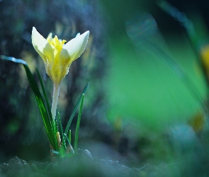 Żółty, Kwiat, Krokus