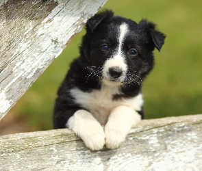 Collie, Border, Słodki, Piesek