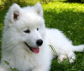 Słodki, Łąka, Samojed, Szczeniaczek