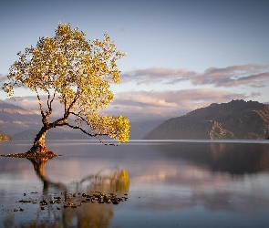 Nowa Zelandia, Odbicie, Góry, Drzewo, Jezioro Wanaka