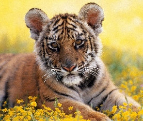 Tygrysek, Mały
