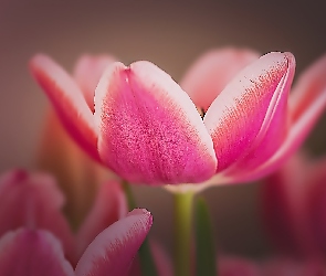 Różowy, Tulipan