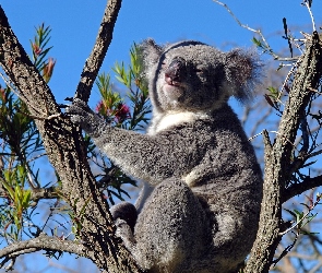 Miś, Drzewo, Koala