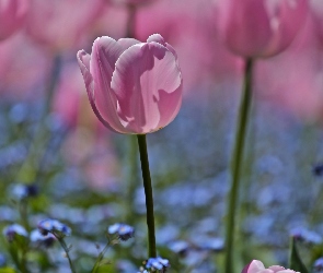 Makro, Tulipany, Różowe