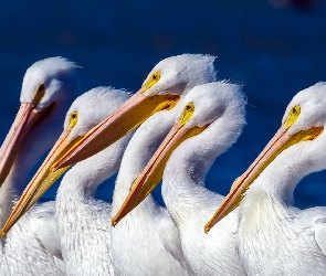 Pelikany