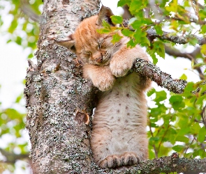 Śpiący, Drzewo, Ryś