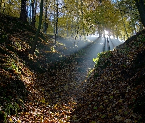 Słońca, Promienie, Las, Liście