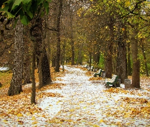Ścieżka, Ławki, Park
