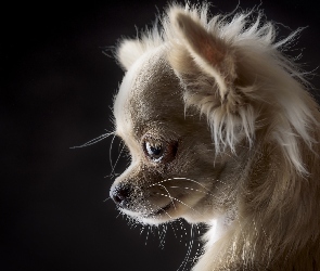 Szczeniaczek, Chihuahua, Słodki