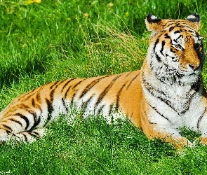 Tygrys, Leżący