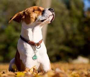 Pies, Liście, Jesień, Jack Russell