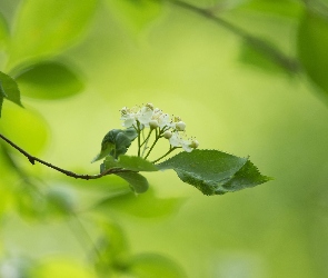 Gałązka, Makro, Biały, Kwiat, Zieleń