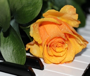 Pianino, Róża