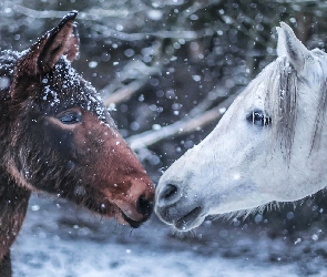 Zima, Konie, Dwa