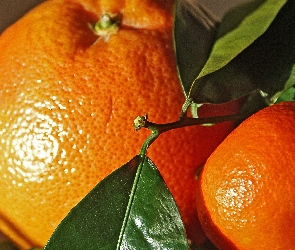Pomarańcze, Gałązka