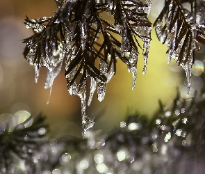 Iglasta, Sople, Roślina