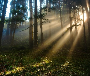 Las, Słońca, Promienie, Drzewa