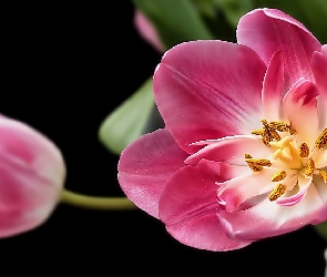 Różowe, Tulipany
