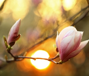 Kwiaty, Krzew, Różowa, Magnolia