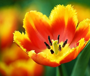 Kwiat, Tulipan