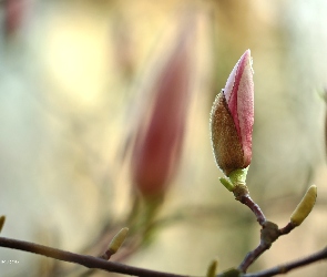 Pąki, Krzew, Różowa, Magnolia