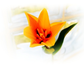 Makro, Tulipan