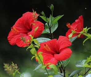 Listki, Czerwony, Kwiaty, Hibiskus