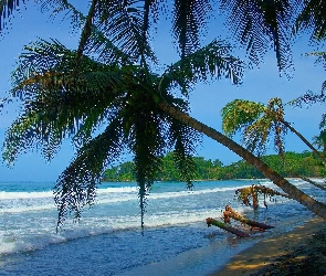 Kostaryka, Palmy, Plaża, Morze