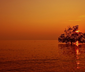 Morze, Słońce, Drzewo
