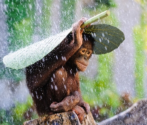 Deszcz, Liść, Małpa, Orangutan