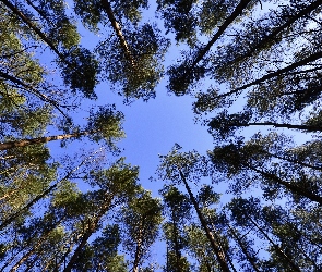 Widok, Niebo, Dołu, Od, Drzewa